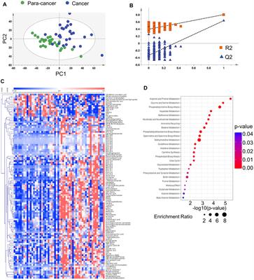 Frontiers Metabolomic Characterization Reveals ILF2 And ILF3 Affected